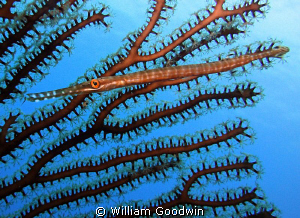 Juvenile Trumpetfish trying to blend in with a gorgonian.... by William Goodwin 